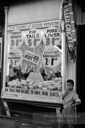 The Bedford Stuyvesant ghetto,  Brooklyn,  New York City.  1963