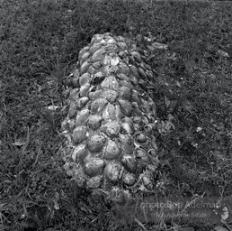 Unmarked clamshell grave, rural Wilcox County, Alabama 1970